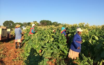 Transitioning with Harmony: the Neoliberal Project in Sudan